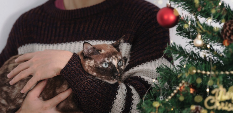 Cat-Proofing Christmas Tree - PawrPose